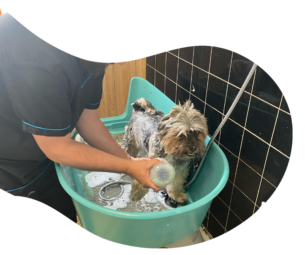 Pet Boutique DAPPER DOGS....DOG GROOMERS,PET SHOP AND AMAZING PET