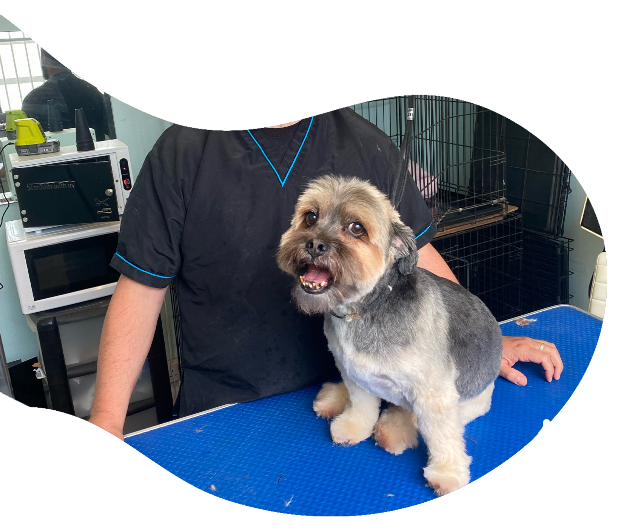 Home Delivery DAPPER DOGS....DOG GROOMERS,PET SHOP AND AMAZING PET BOUTIQUE IN BRIGHTON